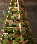 Picture of Mini Jardin PYRAMIDE FRAISE pour PAROI TO3258A